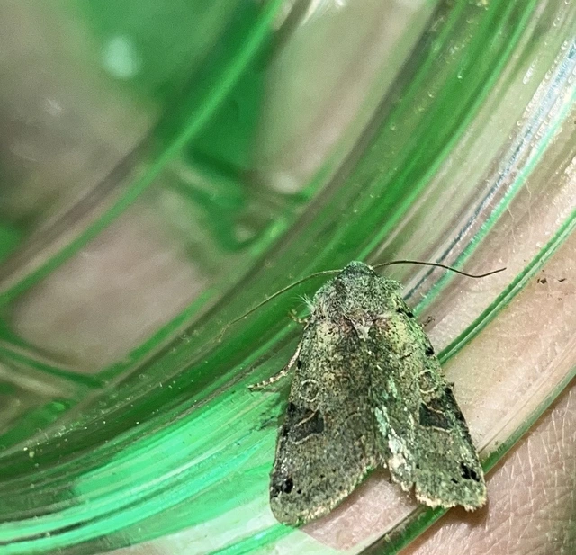 Anchoscelis litura - tarka őszibagoly