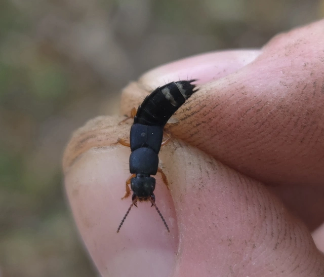 Platydracus fulvipes - fémkék holyva Platydracus fulvipes - fémkék holyva