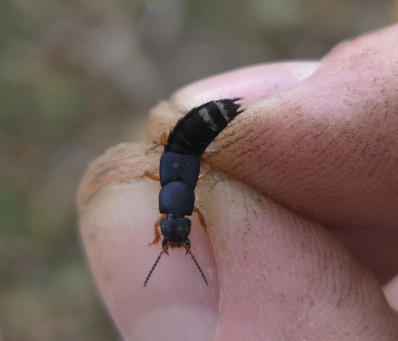 Platydracus fulvipes - fémkék holyva