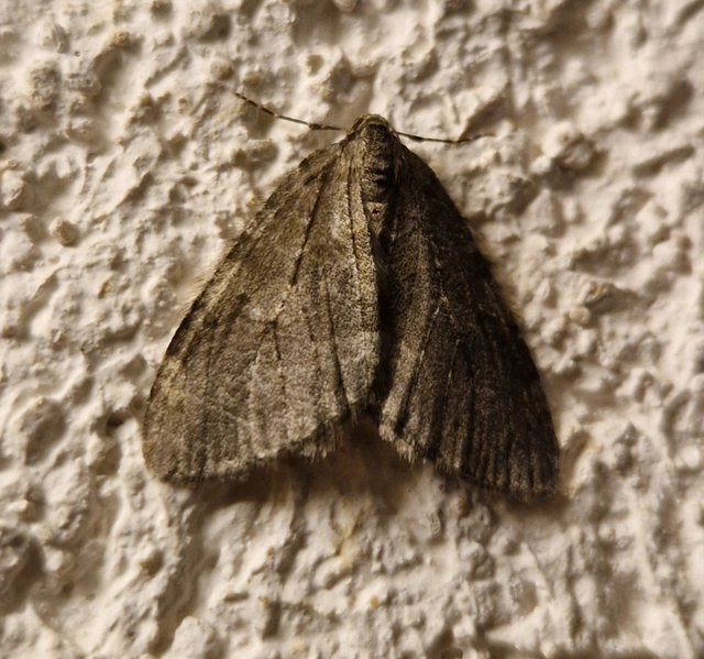 Epirrita christyi/dilutata