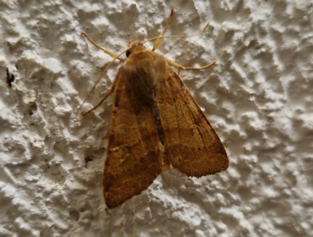 Anchoscelis helvola - barna őszibagoly
