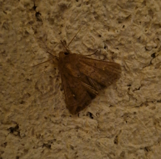Mythimna albipuncta - fehérpettyes rétibagoly
