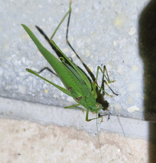 Phaneroptera nana - pontozott repülőszöcske