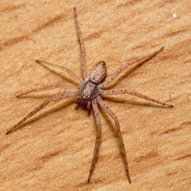 Philodromus