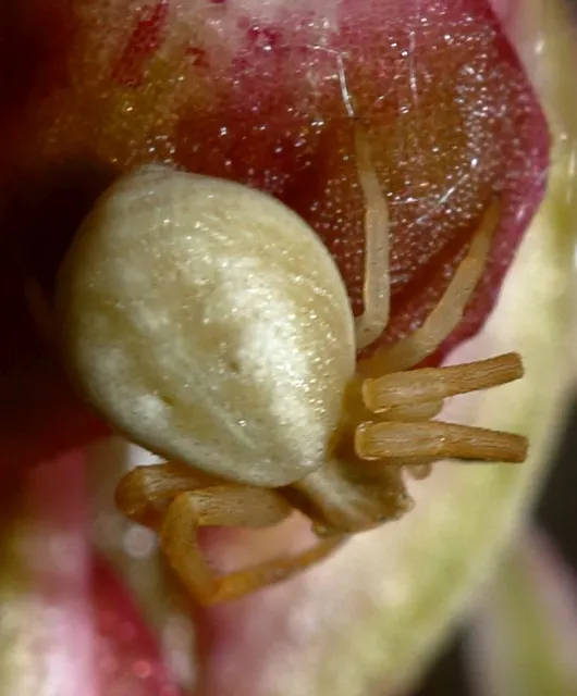 Thomisidae - karolópókok