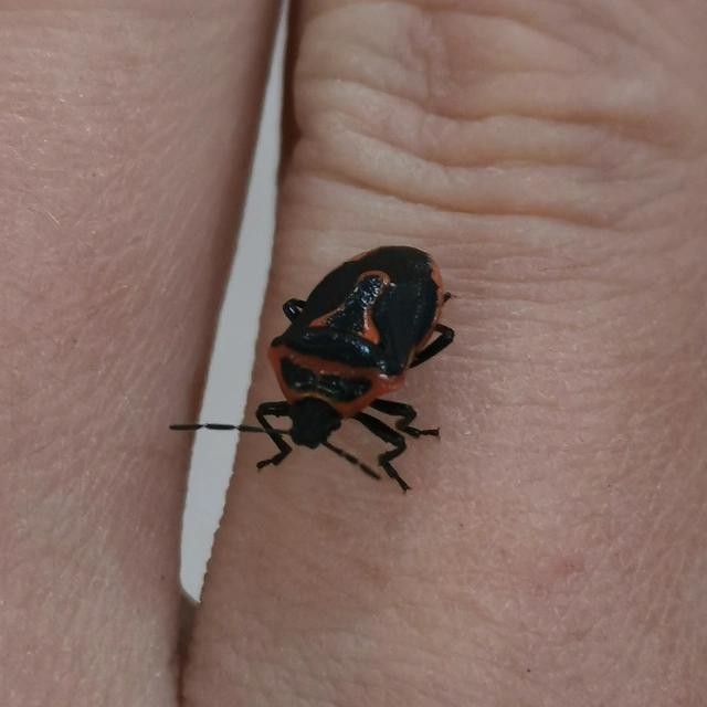 Perillus bioculatus