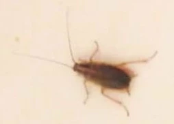 Blattella germanica - német csótány
