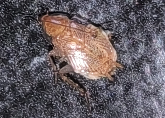 Blattodea - Csótányok