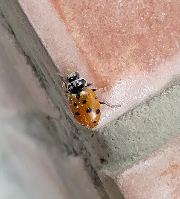 Hippodamia variegata - tizenhárompettyes katica