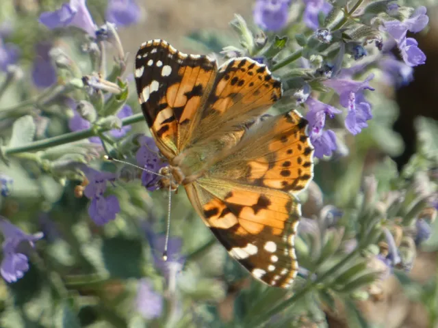 Vanessa cardui - bogáncslepke