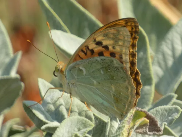 Argynnis pandora - zöldes gyöngyházlepke