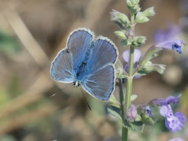 Polyommatus icarus - közönséges boglárka