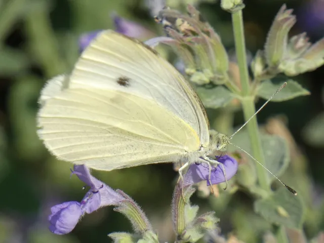 Pieris rapae - répalepke
