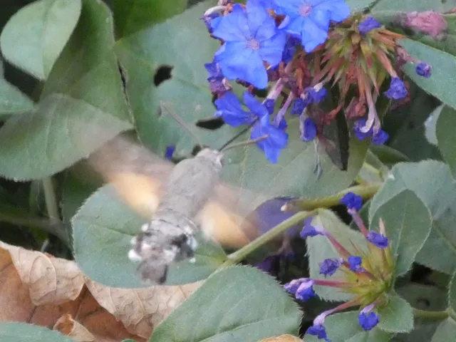 Macroglossum stellatarum - kacsafarkú szender
