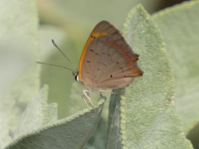 Lycaena phlaeas - közönséges tűzlepke