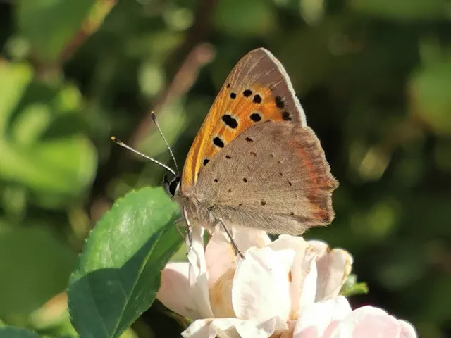 Lycaena phlaeas - közönséges tűzlepke
