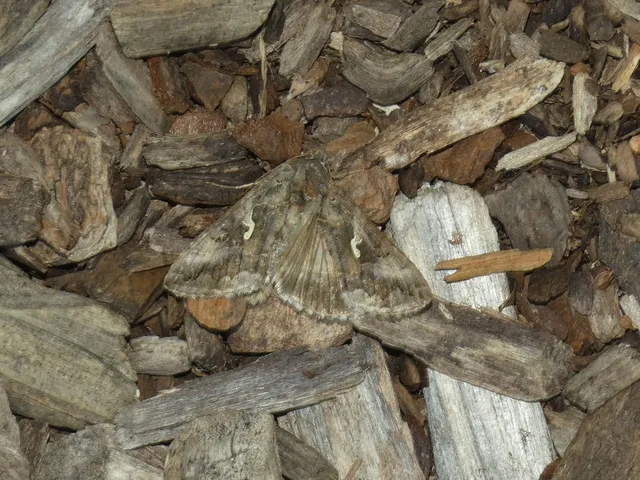 Autographa gamma - gammalepke