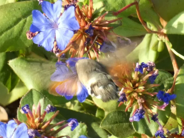 Macroglossum stellatarum - kacsafarkú szender