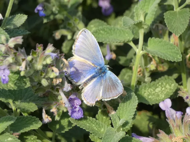 Polyommatus icarus - közönséges boglárka