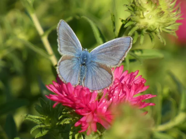 Polyommatus icarus - közönséges boglárka
