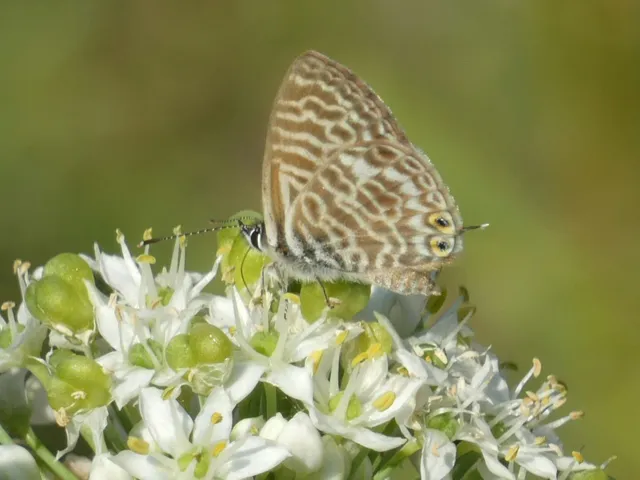 Leptotes pirithous - déli boglárka