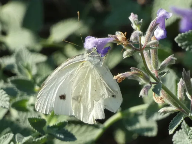 Pieris rapae - répalepke