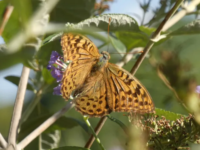 Argynnis pandora - zöldes gyöngyházlepke