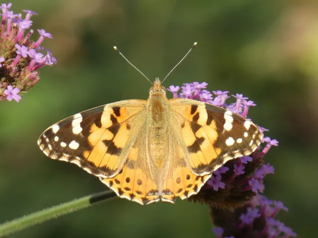 Vanessa cardui - bogáncslepke