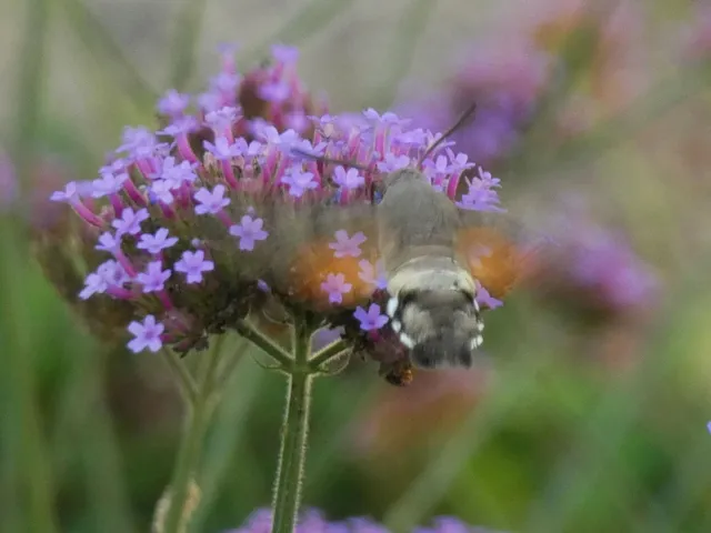 Macroglossum stellatarum - kacsafarkú szender