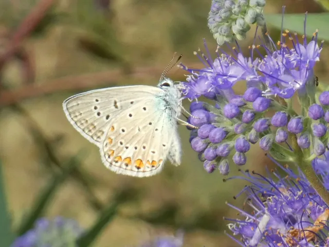 Polyommatus icarus - közönséges boglárka