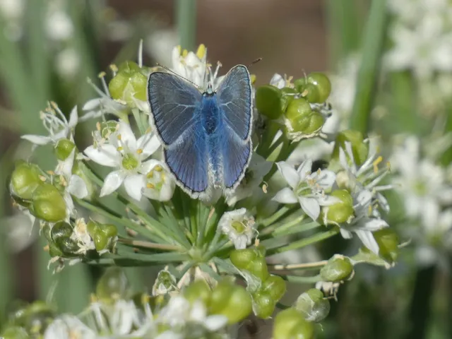 Polyommatus icarus - közönséges boglárka