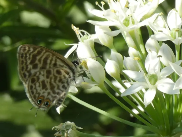 Leptotes pirithous - déli boglárka