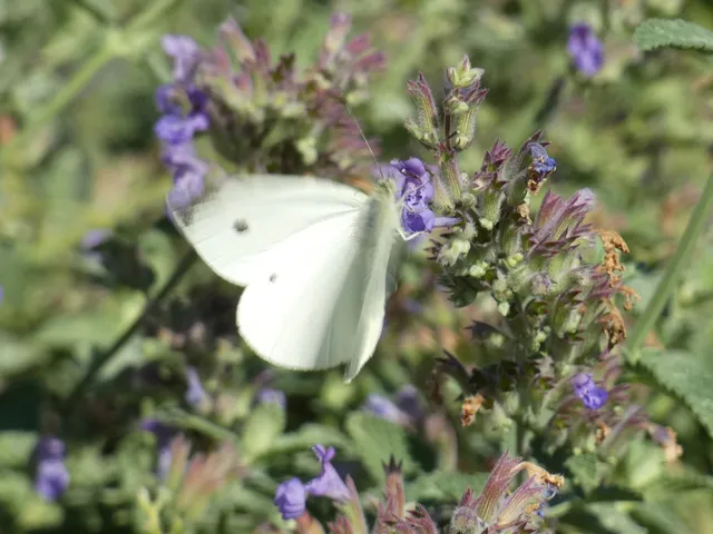 Pieris rapae - répalepke
