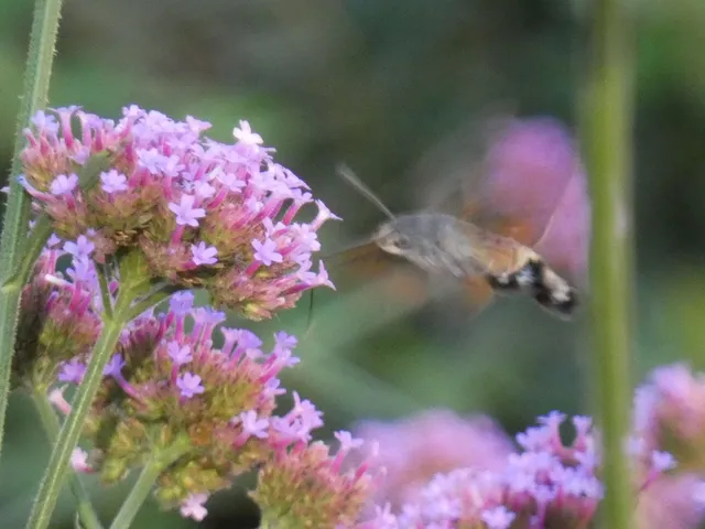 Macroglossum stellatarum - kacsafarkú szender