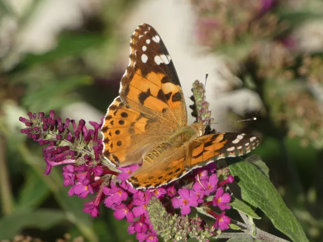 Vanessa cardui - bogáncslepke