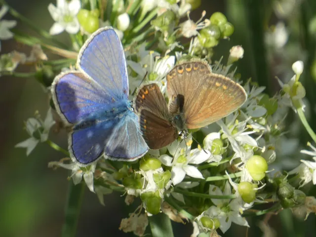 Polyommatus icarus - közönséges boglárka