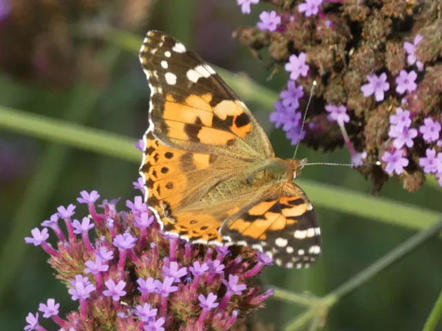 Vanessa cardui - bogáncslepke