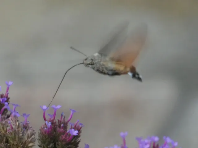 Macroglossum stellatarum - kacsafarkú szender