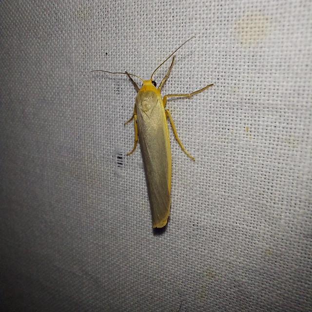 Eilema complana - közönséges zuzmószövő