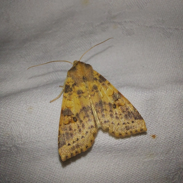 Cirrhia ocellaris - fakó sárgabagoly