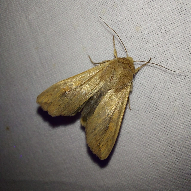 Mythimna unipuncta - hordabagoly