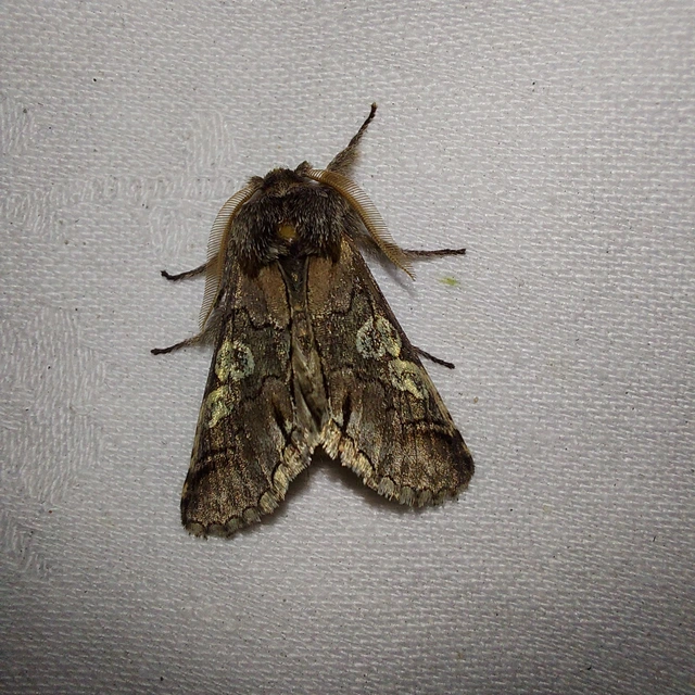 Diloba caeruleocephala - őszi kékesbagoly
