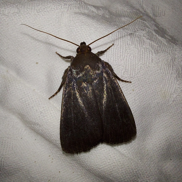 Amphipyra livida - zsírfényű bagoly