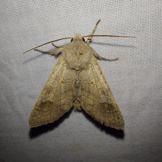 Ammoconia caecimacula - szürke őszibagoly