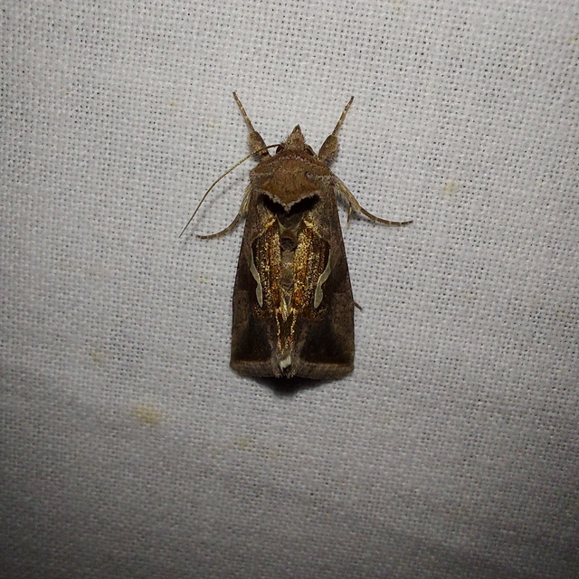 Macdunnoughia confusa - cseppfoltos ezüstbagoly