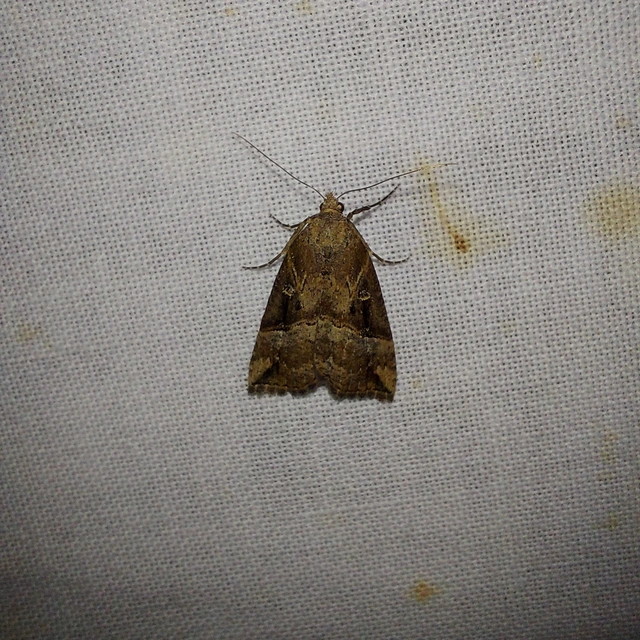 Hypena rostralis - közönséges karcsúbagoly