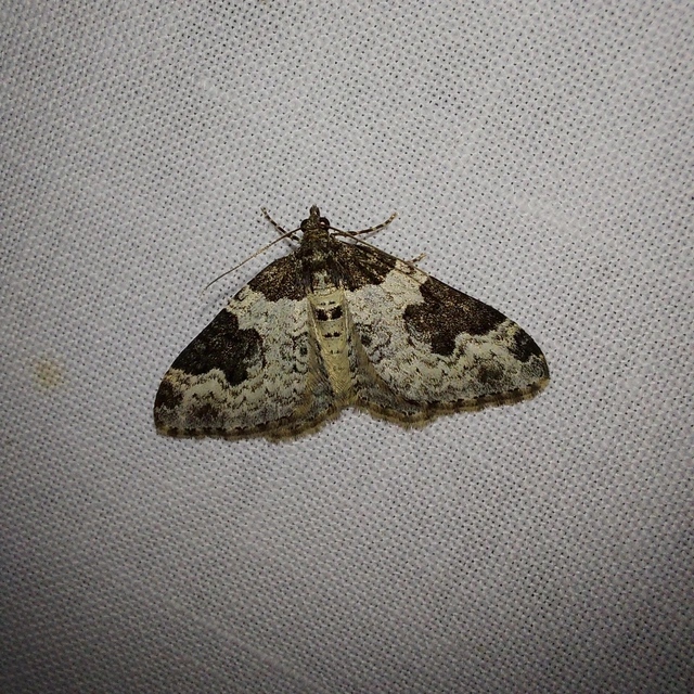 Xanthorhoe fluctuata - közönséges tarkaaraszoló
