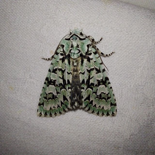 Griposia aprilina - őszi zöldbagoly