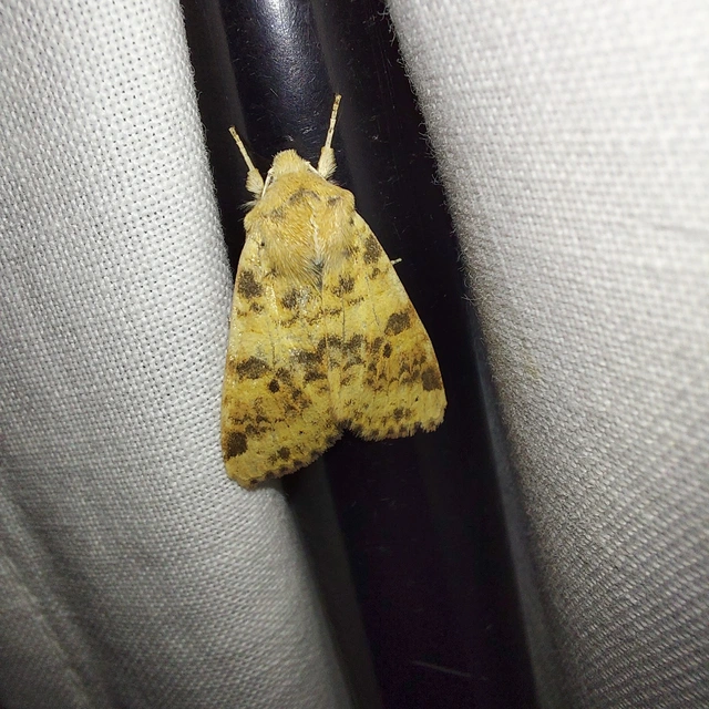 Cirrhia gilvago - foltos sárgabagoly