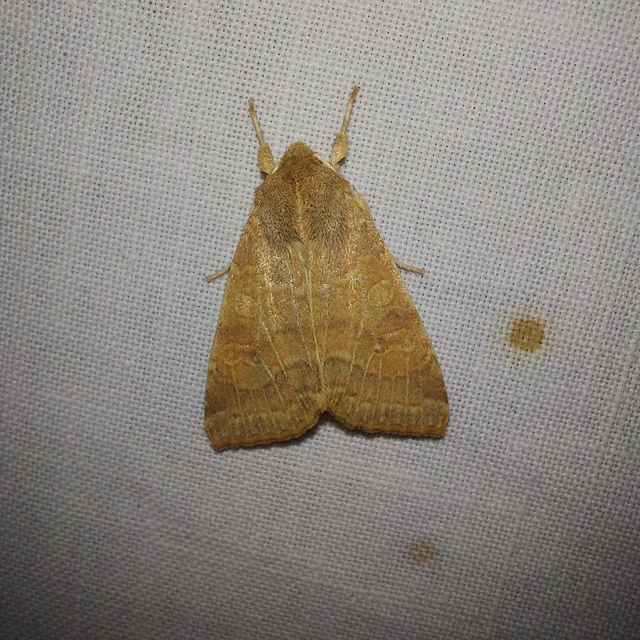 Cirrhia ocellaris - fakó sárgabagoly